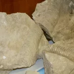 Sea Monster Fossil