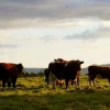 cattle-1149693_960_720-1-jpg-7