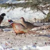 winterpheasants-3