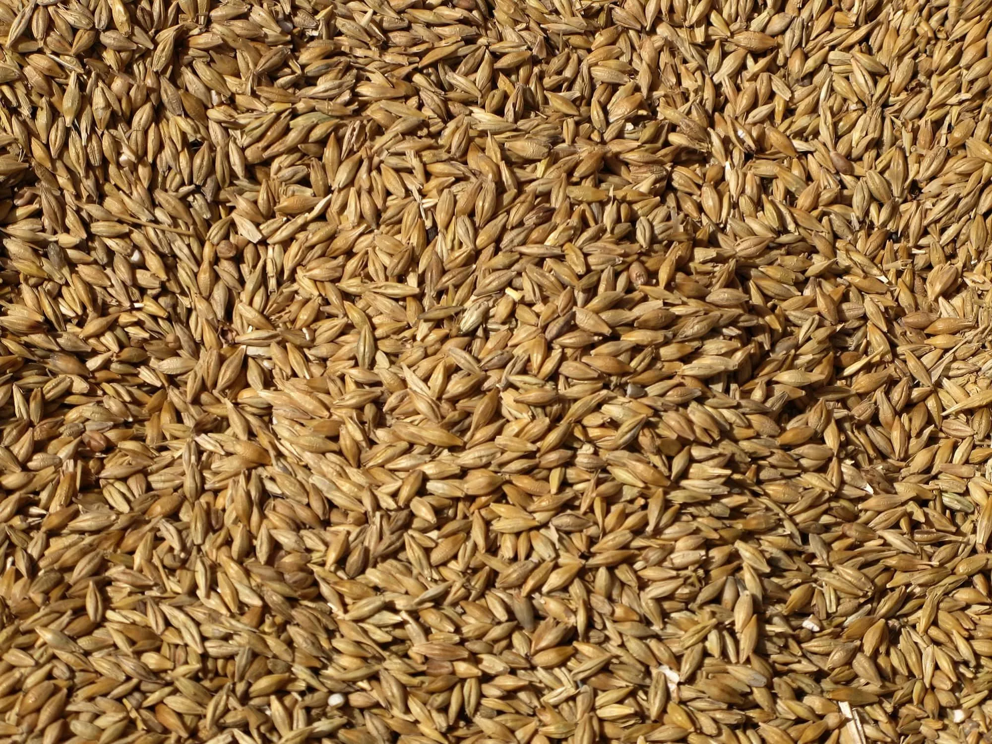 grains-jpg