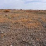 pasture-drought-ndsu-jpeg-12