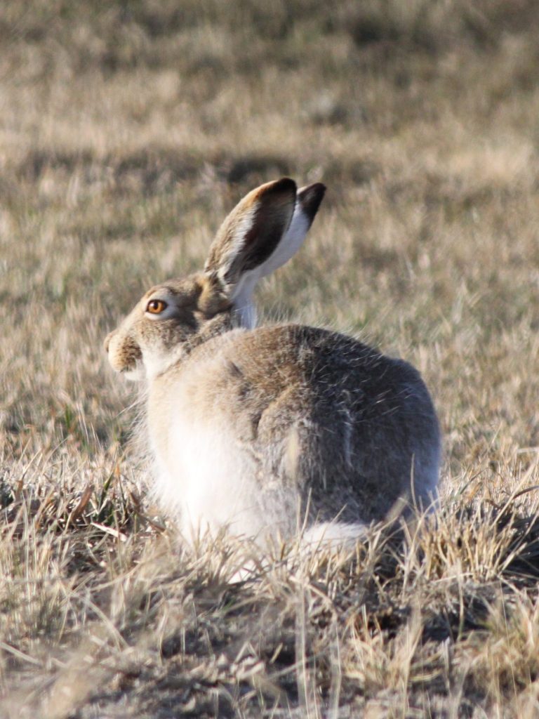 Getting to Know Jackrabbits | News Dakota
