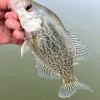 crappie2-22