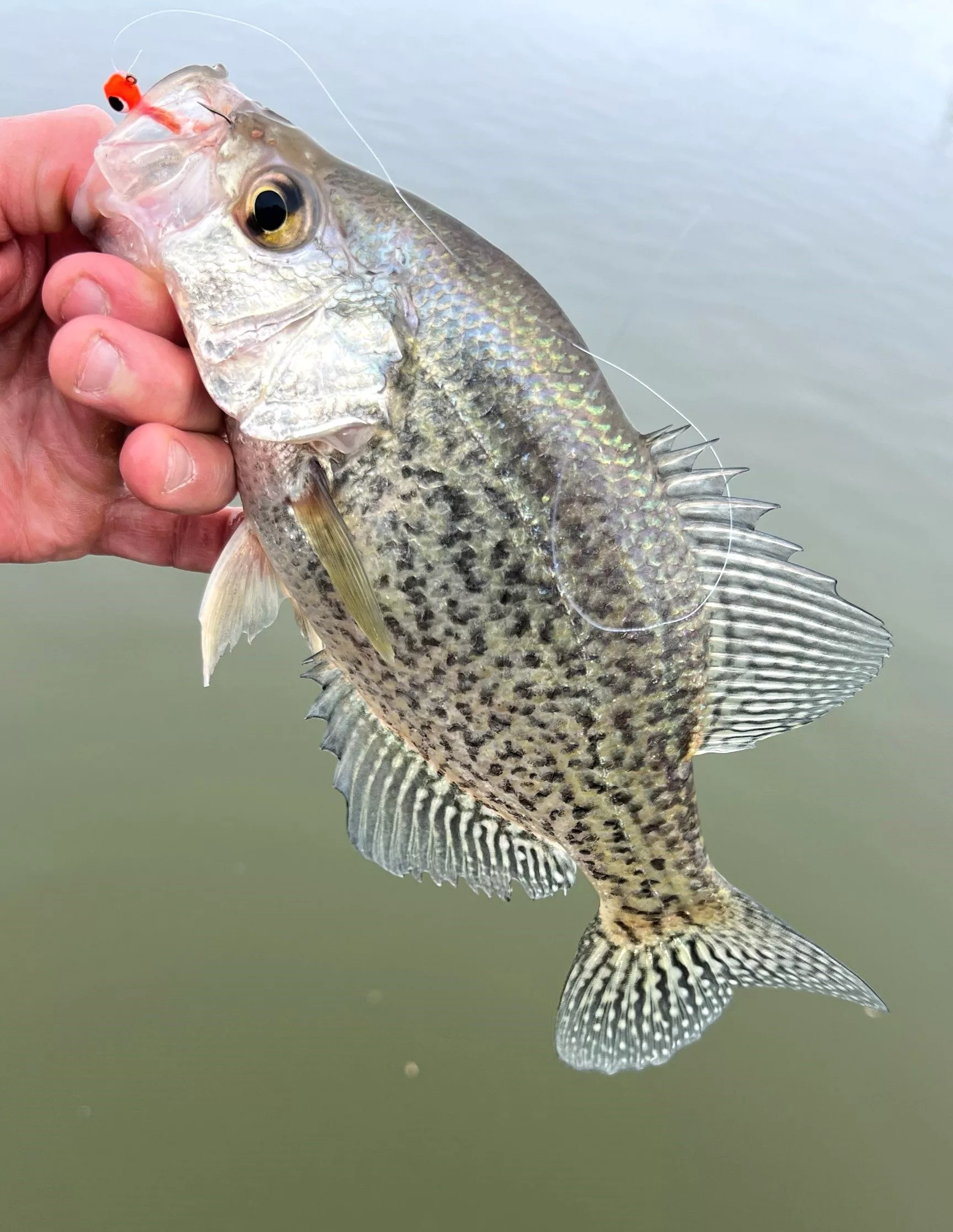 crappie2-22