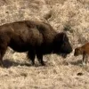 baby-bison