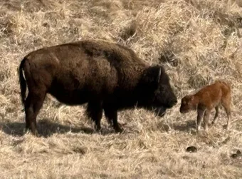 baby-bison