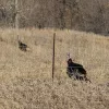 turkeys-2