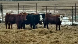 cattle-feeding-ndsu-jpg