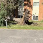 Uprooted tree Valley City
