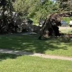 Uprooted tree Valley City