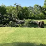 Downed tree in Valley City