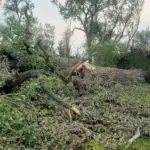 One of the largest Cottonwood Trees: In a Cottonwood tree grove north of Valley City.