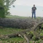 Cottonwood tree: The tree trunk is about 20 feet in diameter, maybe 130 years old.