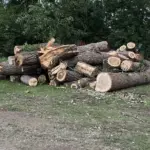 Stacked logs