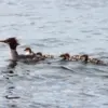 mergansers