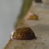 zeebz