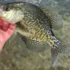 crappie7-17