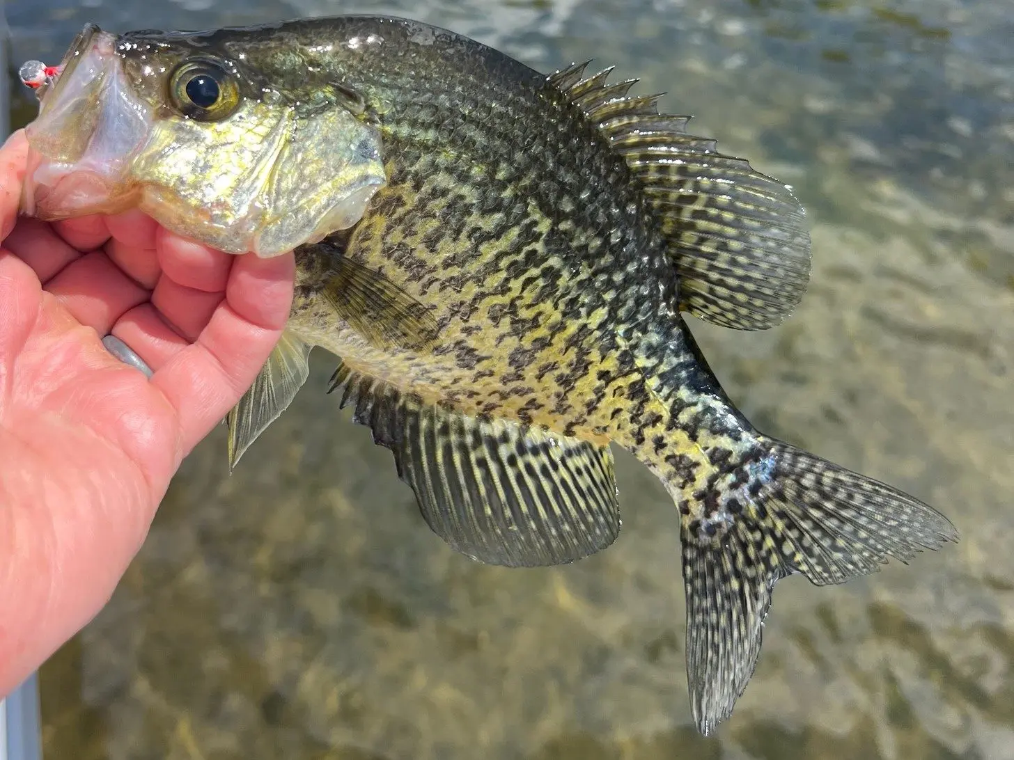 crappie7-17