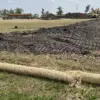 soil-farming