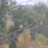doves-2