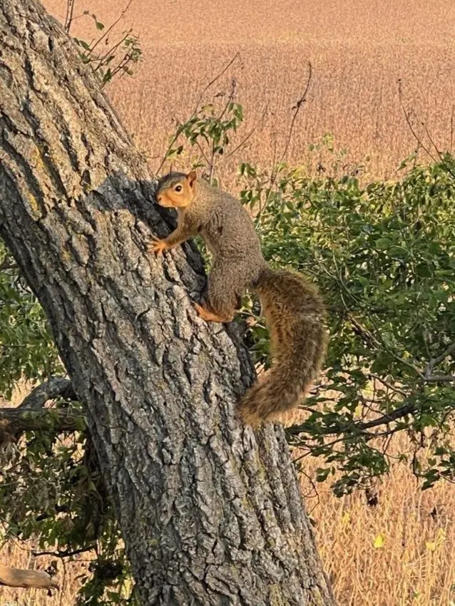 foxsquirrel