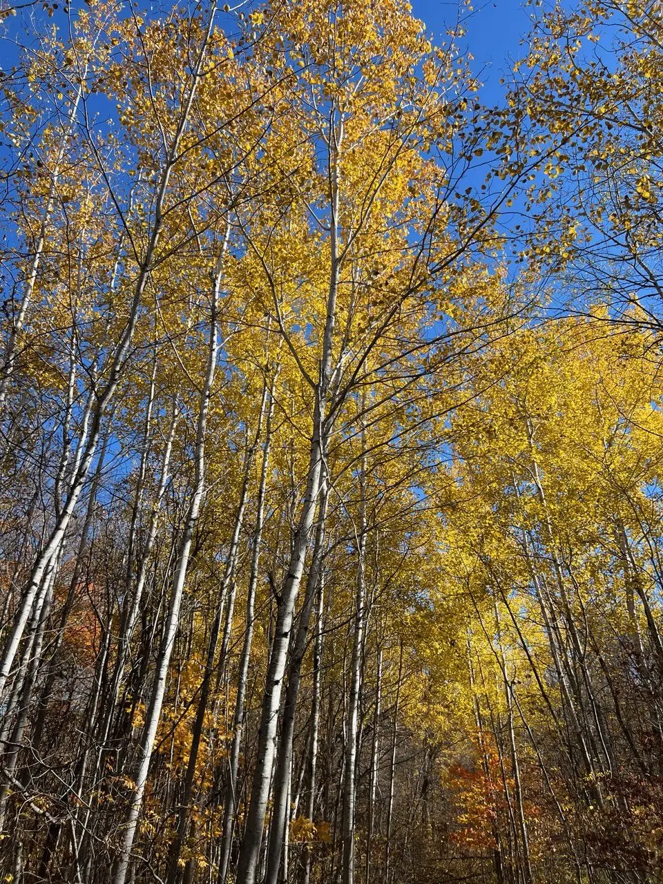 aspens