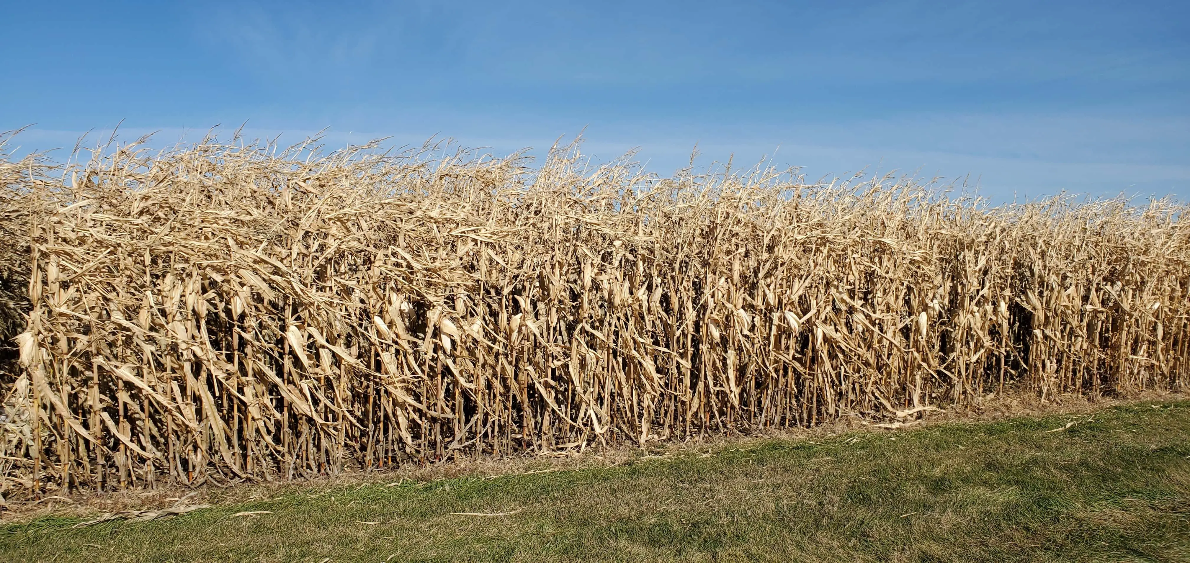 unharvested-corn-jpg