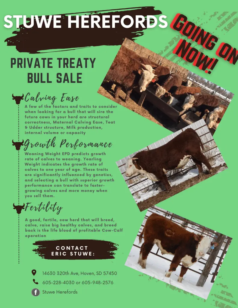 stuwe-herefords-flyer-2