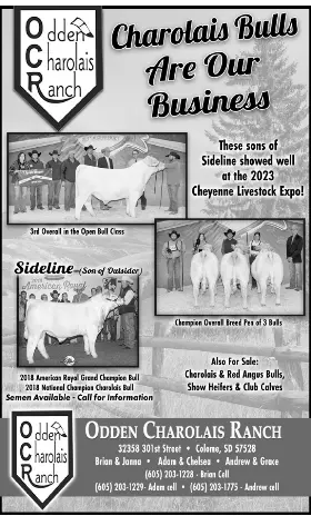 odden-charolais