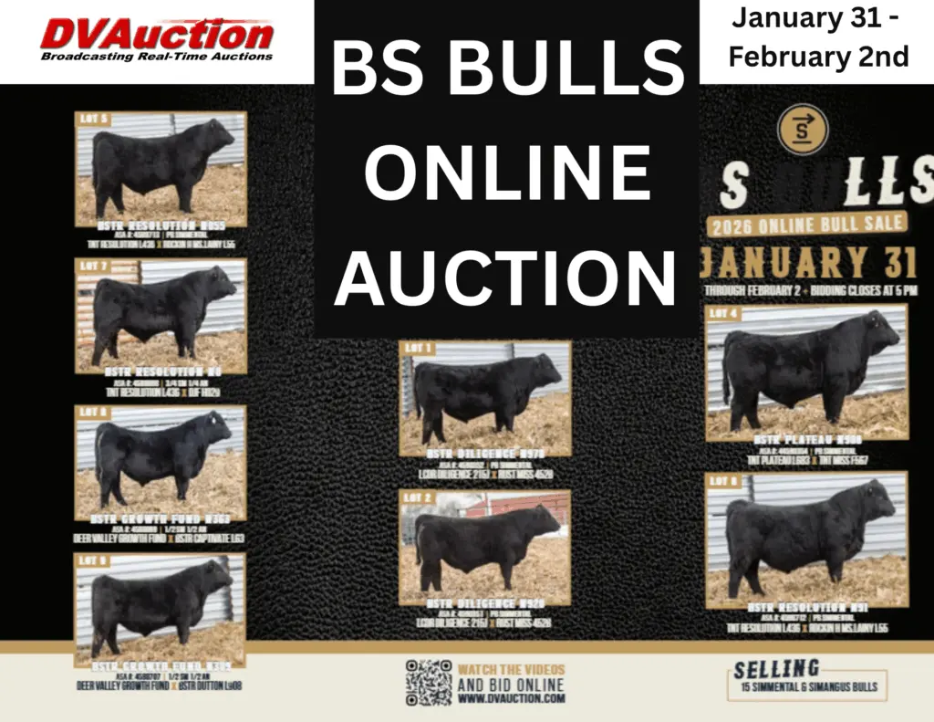 bs-bulls-online-auction