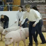 Little International: Livestock Show