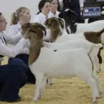 Little International: Livestock Show