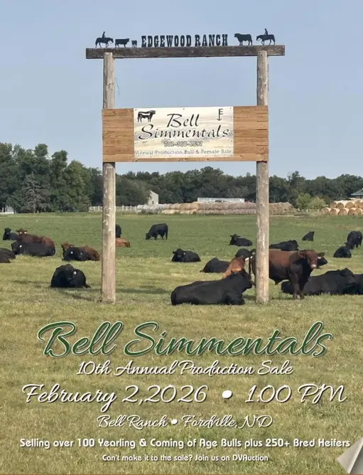 bell-simmentals