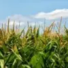 corn-field-ndsu-jpeg-14