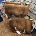 Junior Cattle Show Grooming