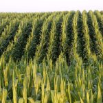 Farm Futures Says Corn Acres May Surpass USDA Forecast