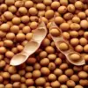 soybeans-3-jpg-14