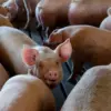 group-of-pigs-jpeg-13