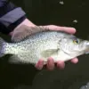 crappie-3