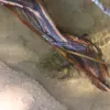 crayfish-2