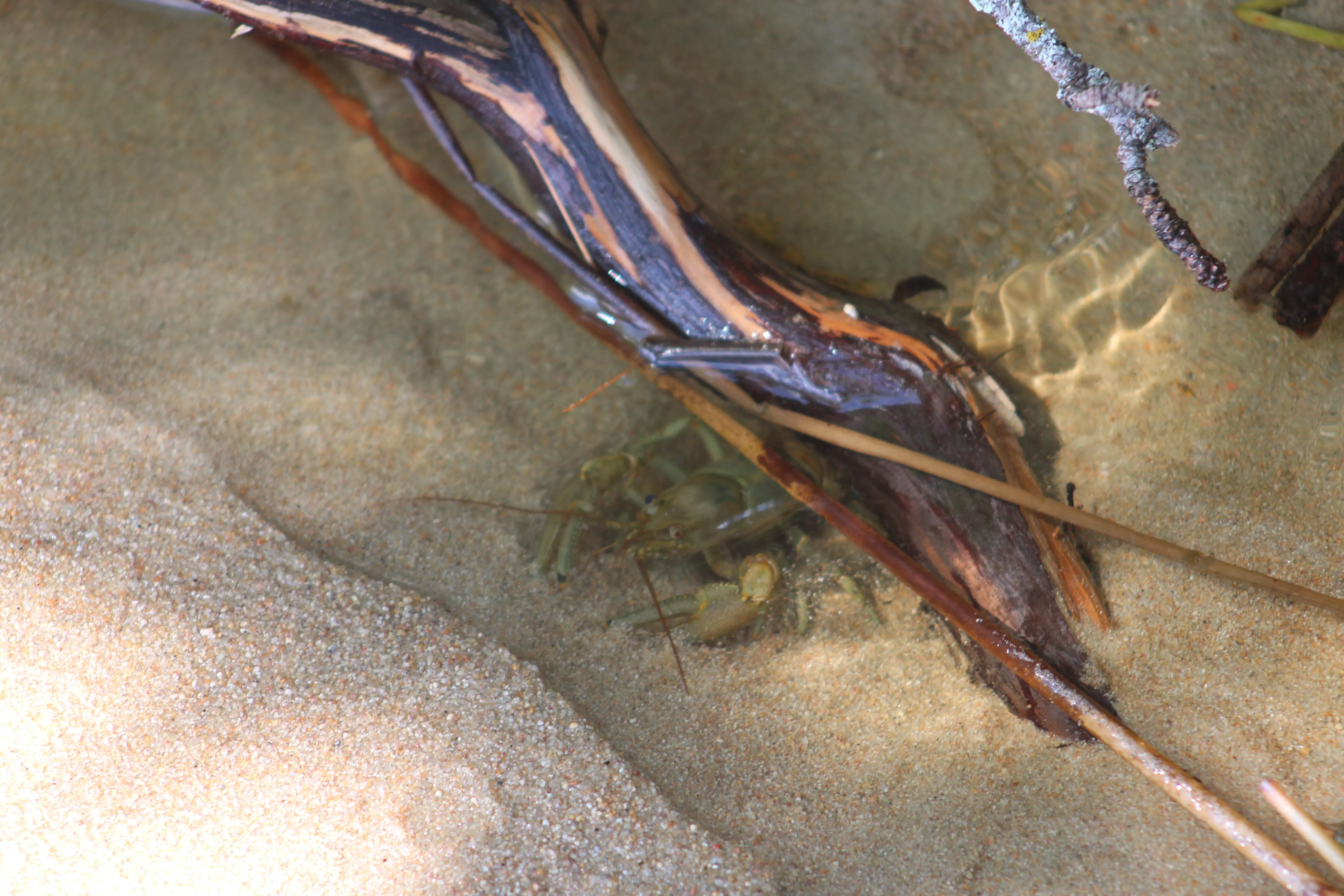 crayfish-2