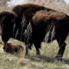 bison-calf