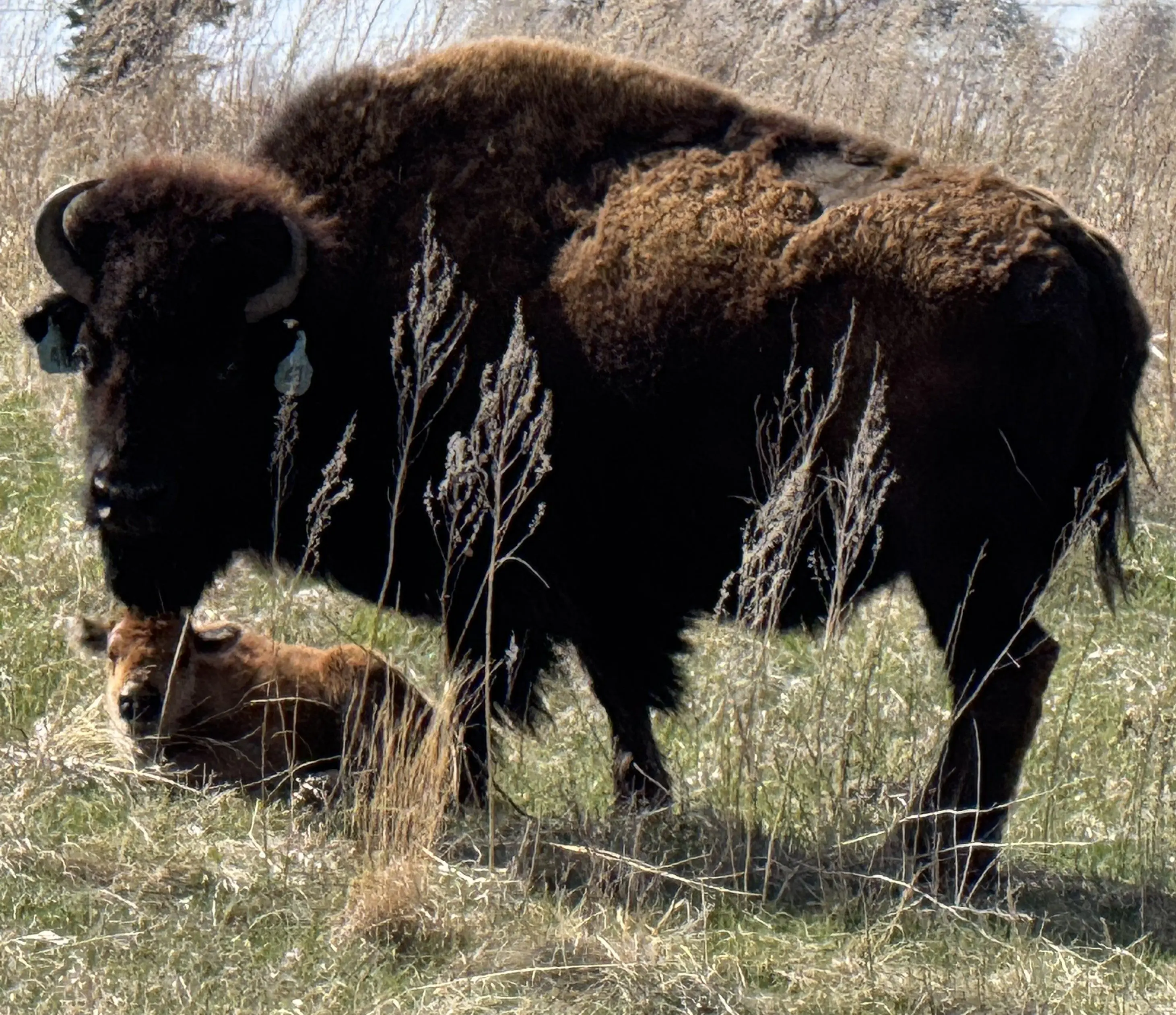 bison-calf