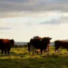 cattle-1149693_960_720-1-jpg-12