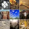 wasde-commodities-jpg-29