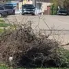 branches