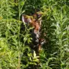 fawn-2