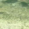 troutstrm