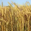 winterwheat-jpg-8
