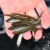 walleye-3